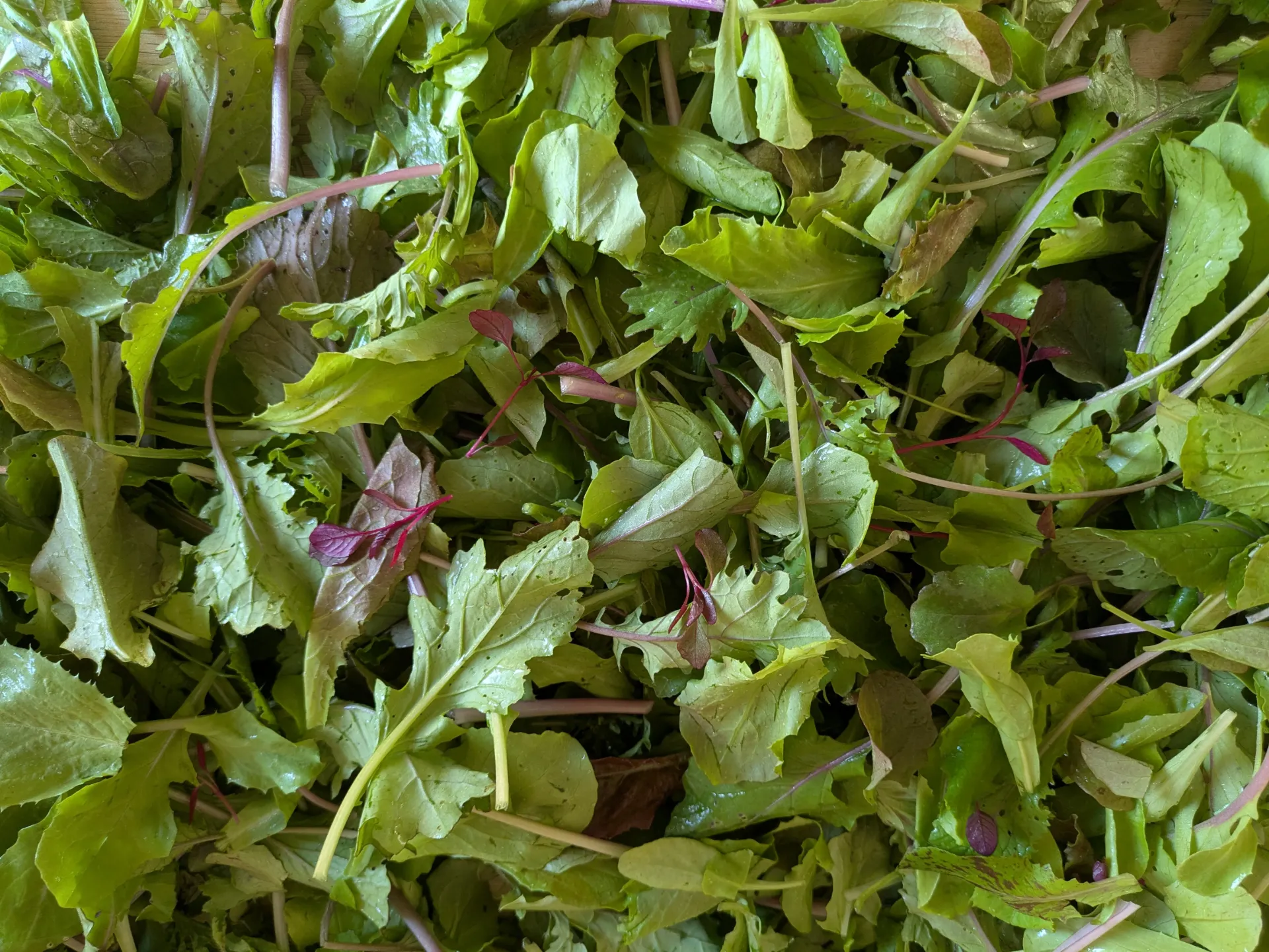 Mesclun de la Robertsau